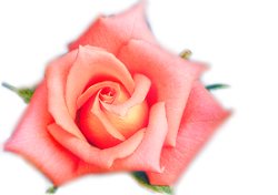 rose12.jpg (7281 bytes)