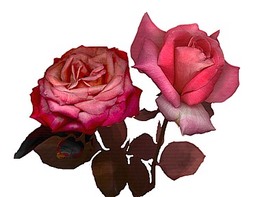 rose7.jpg (29233 bytes)