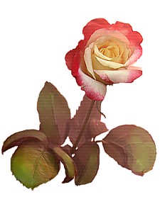 rose8.jpg (16541 bytes)