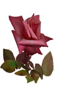 rose9.jpg (13164 bytes)